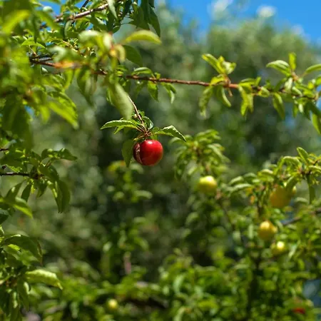 Efrosini Village Отель 3*