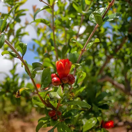 Efrosini Village 3* קאטליוס