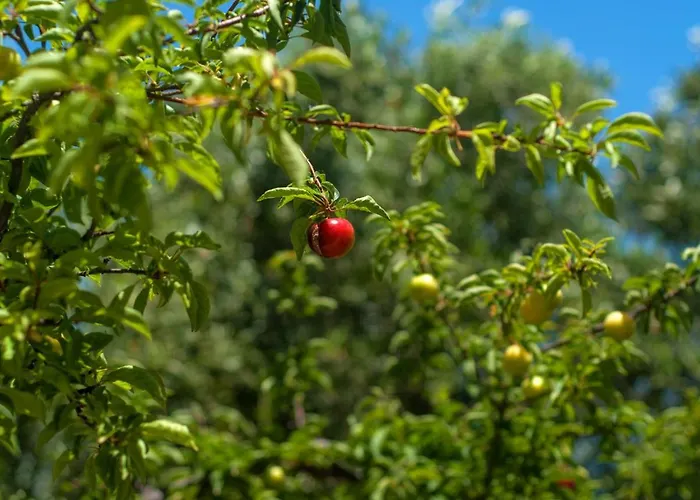 Efrosini Village Отель 3*